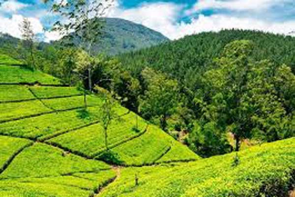Tea Plantations