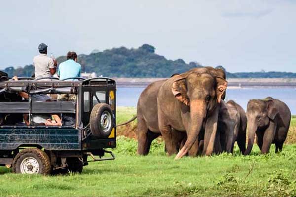 Wildlife Safaris